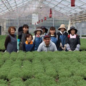 母の日 鉢植え「癒しの天然アロマ ラベンダー ...の詳細画像5