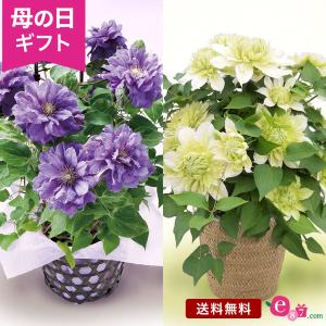 母の日 ギフト プレゼント クレマチス 鉢植え 「キリテカナワ／花園」 5号鉢 高潔 上品 高貴 ミステリアス 爽やか 豪華 ゴージャス フラワーギフト 贈り物｜e87ys