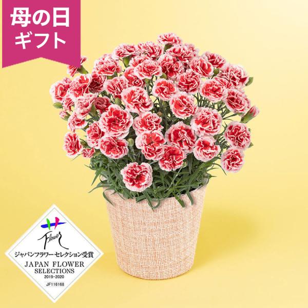 母の日 カーネーション 鉢植え花 プレゼント ギフト 「いちごホイップ」 5号鉢 2026 華やか ...
