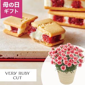母の日　鉢植えセット「VERY RUBY CUT　いちごミルクサンド」 鉢植え いちごホイップ 5号 2026 花 宅配 プレゼント ギフト 母 50代 60代 70代