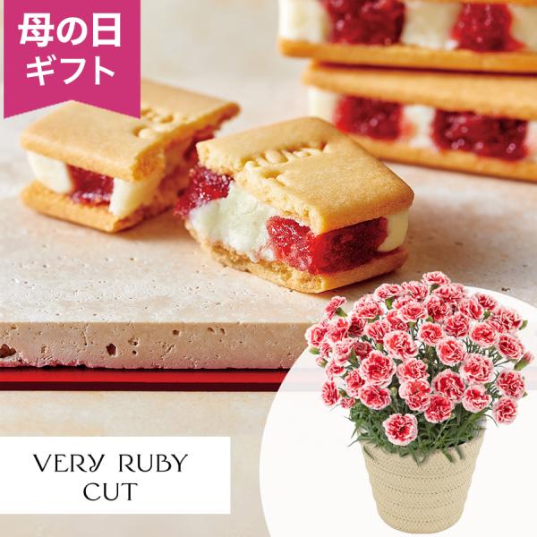 母の日　鉢植えセット「VERY RUBY CUT　いちごミルクサンド」 鉢植え いちごホイップ 5号...