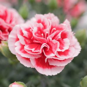 母の日 鉢植えセット「VERY RUBY CU...の詳細画像5