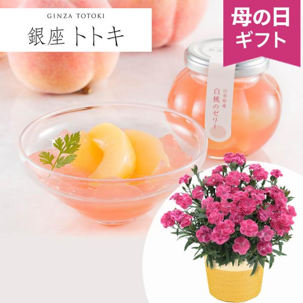 母の日　鉢植えセット「銀座トトキ監修　山形県産白桃のゼリー」 鉢植え カーネーション ゼリー 4号 ...