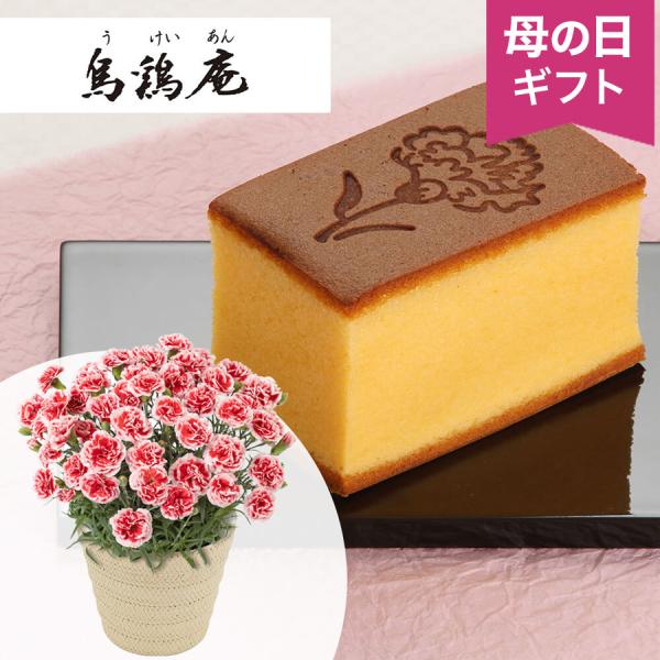 母の日　鉢植えセット「烏鶏庵　烏骨鶏かすていら」 いちごホイップ 2026 花 宅配 プレゼント ギ...