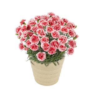 母の日 鉢植えセット「烏鶏庵 烏骨鶏かすていら...の詳細画像4