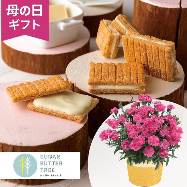 母の日 鉢植えセット「シュガーバターの木　シュガーバターサンドの木」 鉢植え カーネーション 4号 ...