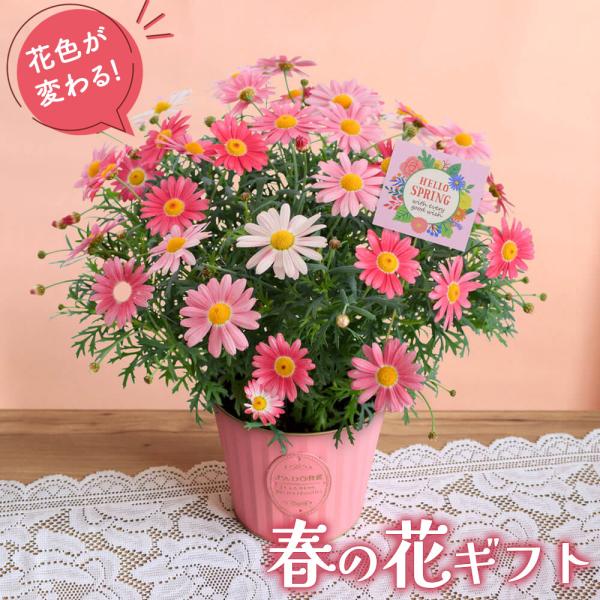マーガレット 鉢植え 春の花  「花色が変わるマーガレット ストロベリーホイップ」 5号 プレゼント...