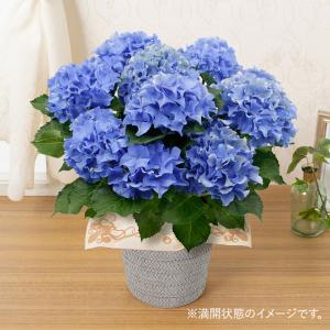 2026年6月】ラナンキュラス ラックス（鉢花）のおすすめ人気ランキング