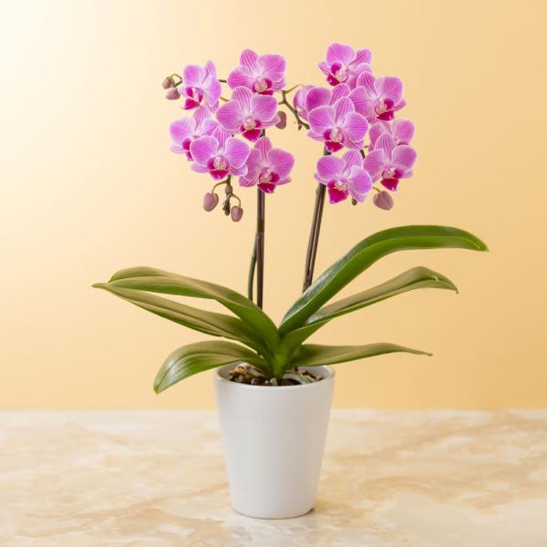 胡蝶蘭 ギフト 2本立 「テーブルミディ胡蝶蘭 ピンク」 プレゼント 花 お祝い 開店 開業 新築 ...