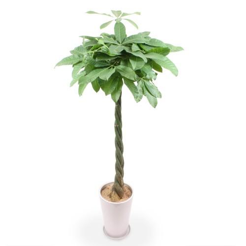 観葉植物 パキラ 7号 おしゃれ 陶器鉢 インテリア 引っ越し祝い 友達 プレゼント メッセージ