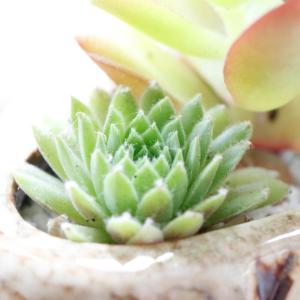 多肉植物 寄せ植え 「のんびりゾウさん」ギフト...の詳細画像4