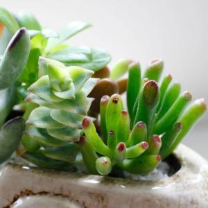 多肉植物 寄せ植え 「のんびりゾウさん」ギフト...の詳細画像5