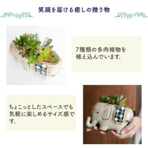 多肉植物 寄せ植え 「のんびりゾウさん」ギフト...の詳細画像1