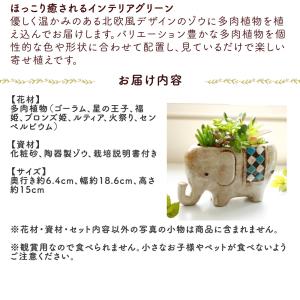 多肉植物 寄せ植え 「のんびりゾウさん」ギフト...の詳細画像2