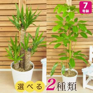 オリーブの木 ルッカ 6号鉢苗 鉢底から110cm程度 開帳型 観葉植物 屋外