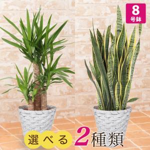 観葉植物 選べる2種類 ユッカ/サンスベリア 8号 インテリア 鉢植え フラワー ギフト プレゼント｜e87ys