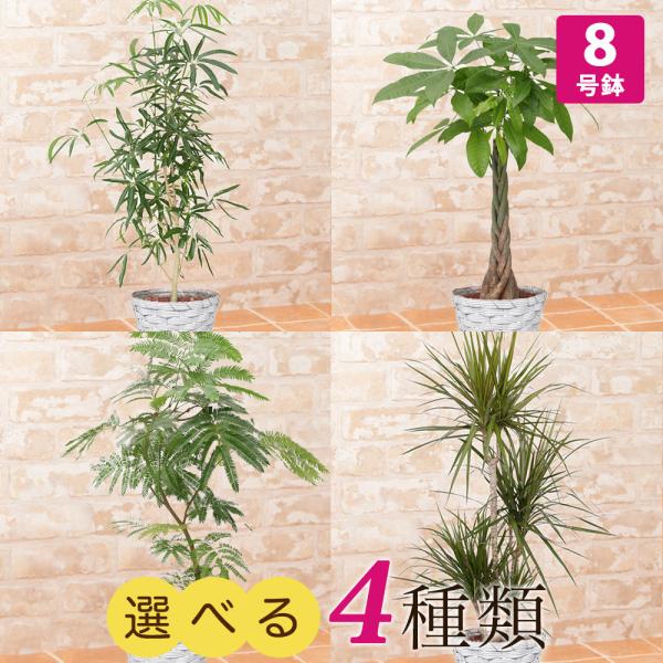 観葉植物 選べる4種類 シェフレラ/パキラ/エバーフレッシュ/ドラセナ・コンシンネ 8号  大型 イ...