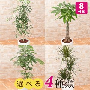 観葉植物 選べる4種類 シェフレラ/パキラ/エバーフレッシュ/ドラセナ・コンシンネ 8号 インテリア 鉢植え フラワー ギフト 花 プレゼント お祝い｜e87ys