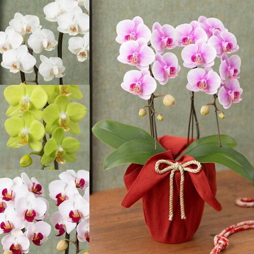 胡蝶蘭 花 ギフト 鉢植え 選べる4色 「長寿を祝う胡蝶蘭」 プレゼント お祝い 誕生日 プレゼント...