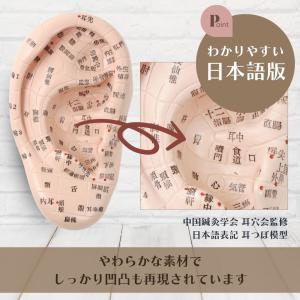 耳つぼ模型 日本語版 耳模型 耳つぼ学習 教材...の詳細画像1