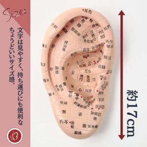 Beautear 耳つぼ模型 日本語版 17c...の詳細画像2