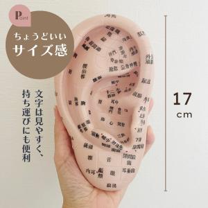 耳つぼ模型 日本語版 耳模型 耳つぼ学習 教材...の詳細画像2