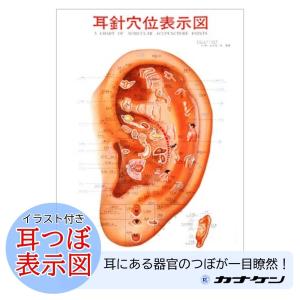 カナケン 耳つぼポスター 位置確認 耳針穴位表示図 カラー ポスター 耳介図 耳つぼジュエリー 耳ツボ