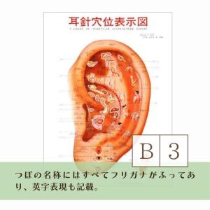 耳つぼポスター 耳針穴位表示図 耳つぼマップ ...の詳細画像2