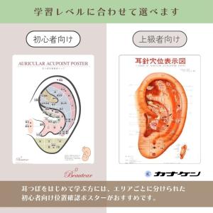 耳つぼポスター 耳針穴位表示図 耳つぼマップ ...の詳細画像3
