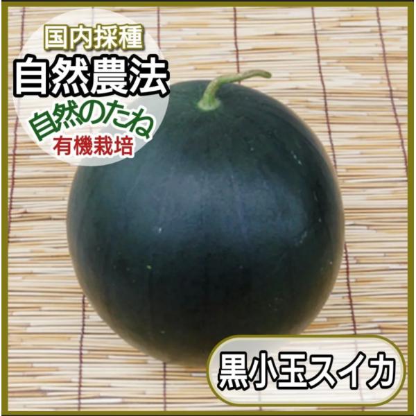 黒小玉スイカ　スイカの種　種　野菜の種　タネ　自然農法　国内採種　家庭菜園　　プランター　有機野菜　...