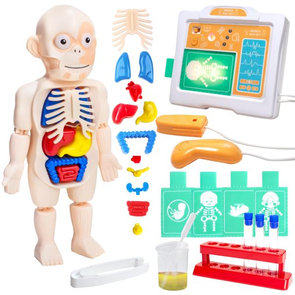 Tcvents 人体模型 おもちゃ 人体解剖モデル 3D オルガンモデル 人体内臓モデル 内臓取り外...
