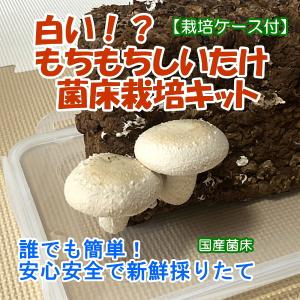 しいたけ栽培キット 白いもちもち菌床椎茸  ご家庭で椎茸栽培　誰でも簡単　インテリアにも　インドアファーム　
