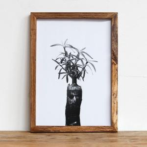アートポスター 植物 A4 + 古材 フレーム  「パキポディウム サキュレンタム」  アート メンズ  壁掛け インテリア