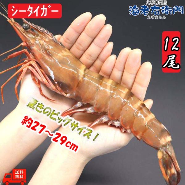シータイガー 冷凍海老 特大 有頭 冷凍エビ 超特大 1.5kg 12尾 バングラデシュ産船凍結品 ...