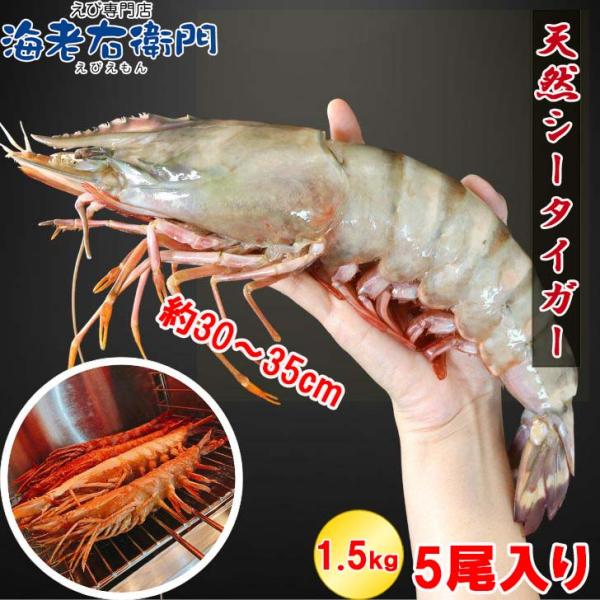 シータイガー 冷凍海老 当店最大 有頭 特大 冷凍エビ 超特大 天然有頭シータイガーえび 1.5kg...