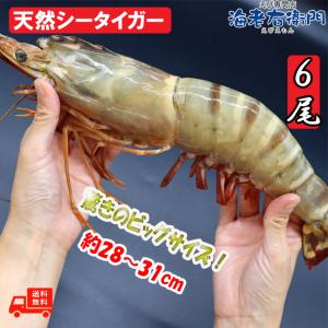 有頭エビフライ 特大 シータイガー 特大 当店直輸入 超特大 1.5kgで6尾の最大サイズ 高い鮮度 天然有頭シータイガーえび 特大 海老 エビ 大きい 冷凍えび 業務用｜えび専門店海老右衛門