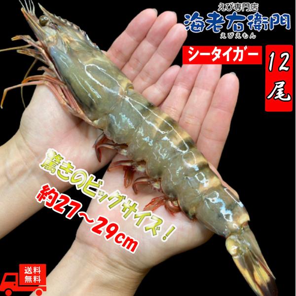 美味しい海老 シータイガー 有頭 特大 冷凍エビ 超特大 天然有頭シータイガー 1.5kg 12尾 ...