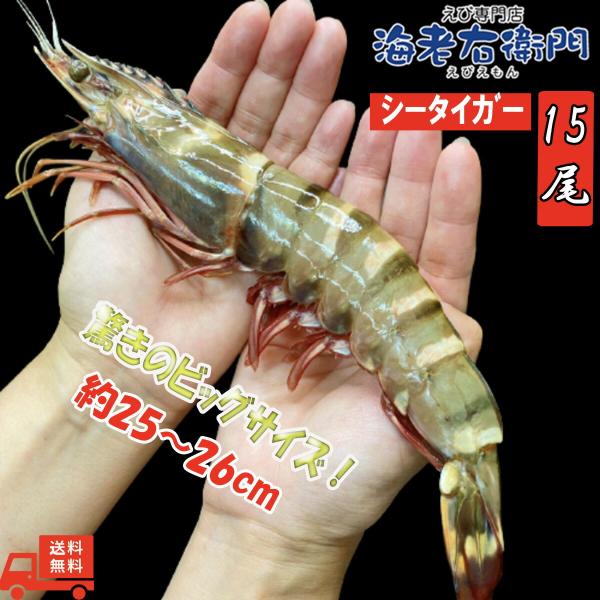 美味しい海老 シータイガー 有頭 冷凍エビ 長さ25センチ級 天然有頭シータイガー 1.5kg 15...
