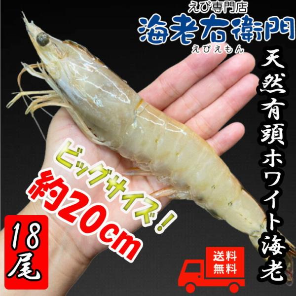長さ20センチ級！天然有頭ホワイトえび 1.5kg 18尾入り 有頭エビ 海老 冷凍えび ホワイト海...