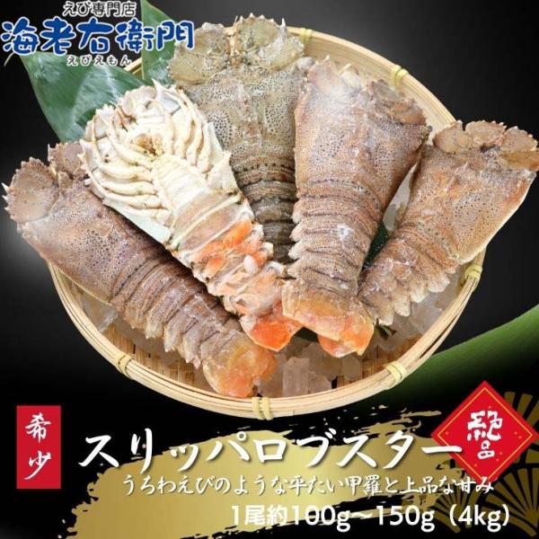 スリッパロブスター 4kg 約26〜40尾入り スリランカ産 加熱用 うちわえびのような食感と旨み ...