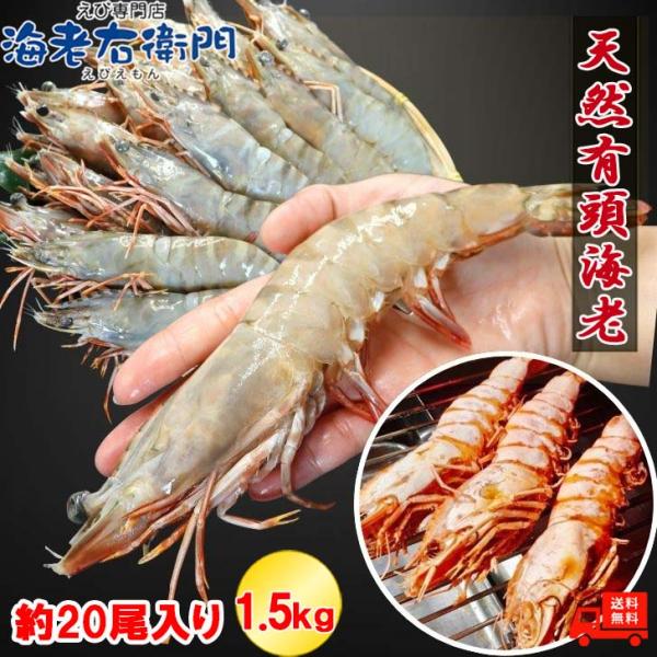 天然有頭海老 1.5kg 20尾 長さ20cm級！ 冷凍えび フラワー海老 スリランカ バーベキュー...