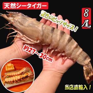 シータイガー 有頭 特大 冷凍エビ 超超特大！船内凍結の高い鮮度！天然有頭シータイガー