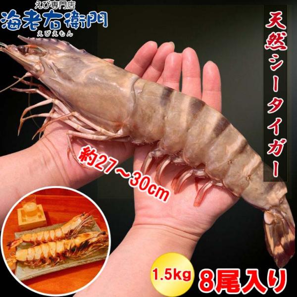 シータイガー 有頭 特大 冷凍エビ 超超特大 船内凍結の高い鮮度 エビ 天然有頭シータイガー 1.5...