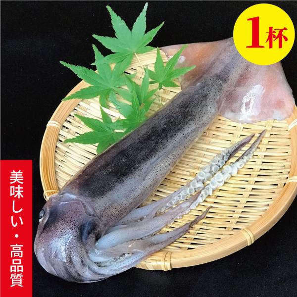おいしいスルメイカ1杯300~330g/石川県産船内一尾凍結いか｜能登小木港するめ・真いか冷凍