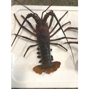 冷凍伊勢海老 180ｇ〜200ｇ