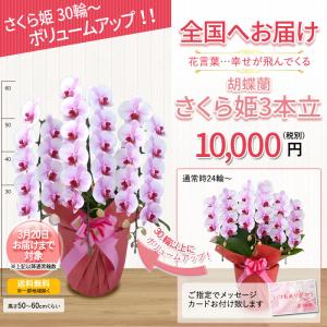 胡蝶蘭 お祝い 大輪 3本立(24〜30輪) ...の詳細画像1
