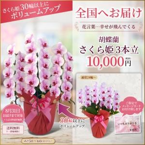 胡蝶蘭 お祝い 大輪 3本立(24〜30輪) ...の詳細画像1
