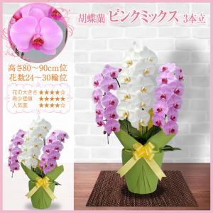胡蝶蘭 お祝い 大輪 3本立(24〜30輪) ...の詳細画像4