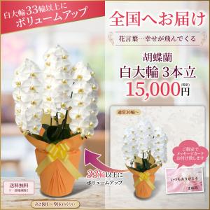 胡蝶蘭 お祝い 3本立ち 大輪(30〜33輪)...の詳細画像1