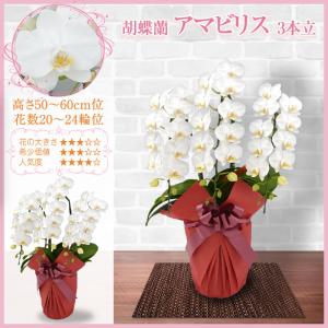 胡蝶蘭 お祝い 大輪 3本立(20〜24輪) ...の詳細画像5